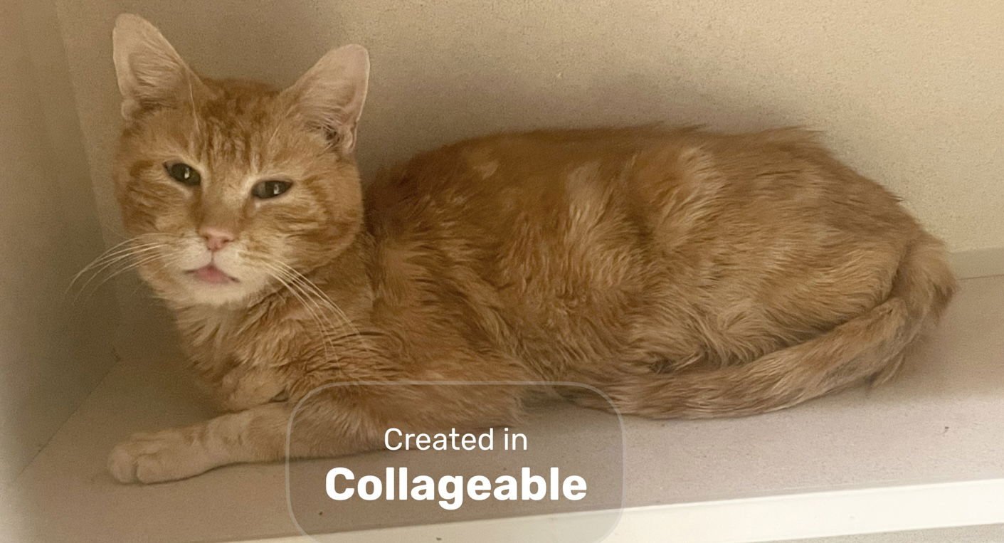 ZEUS - Domestic Short Hair available for adoption