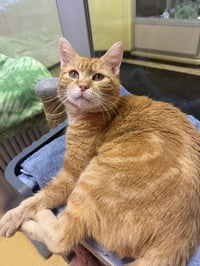 Zeus - Photo 1