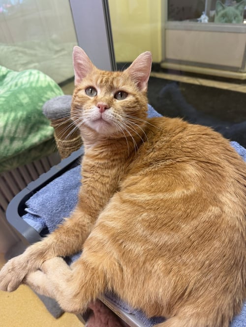 ZEUS - Domestic Short Hair available for adoption