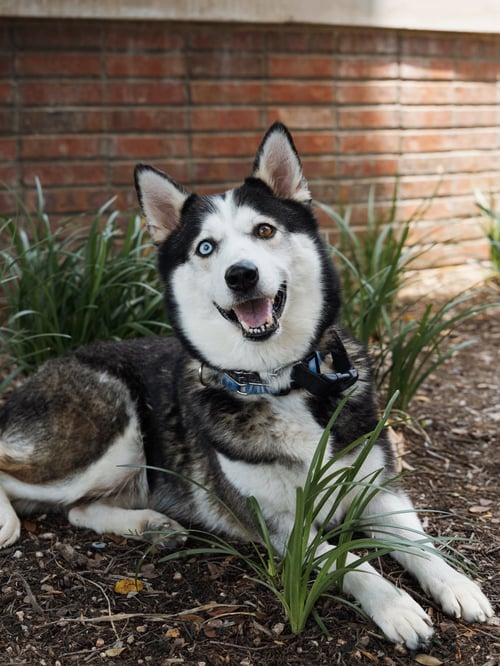 LILITH - Siberian Husky available for adoption