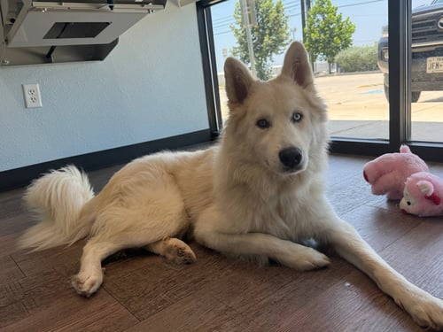 HACHI *FOSTER NEEDED* - Siberian Husky for adoption in Carrollton