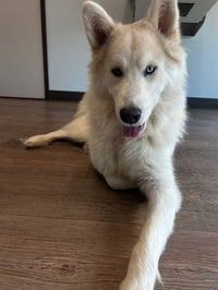 Hachi *Foster Needed* - Photo 2