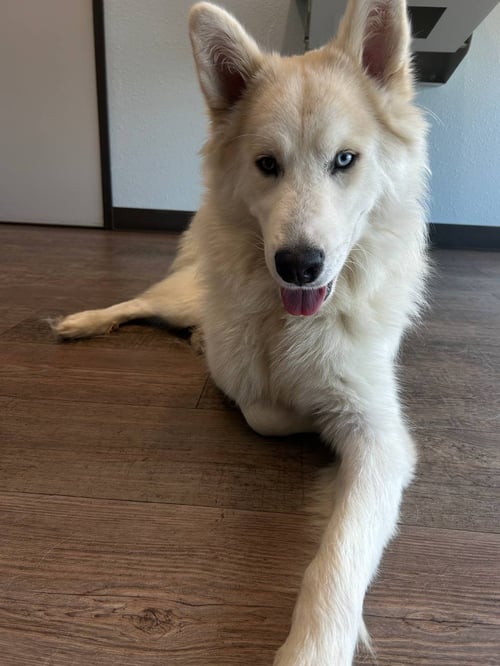 HACHI *FOSTER NEEDED* - Siberian Husky available for adoption