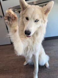 Hachi *Foster Needed* - Photo 3