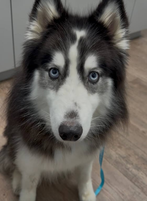 Bandit *Foster Needed* Image
