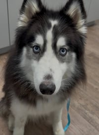 Bandit *Foster Needed* - Photo 1
