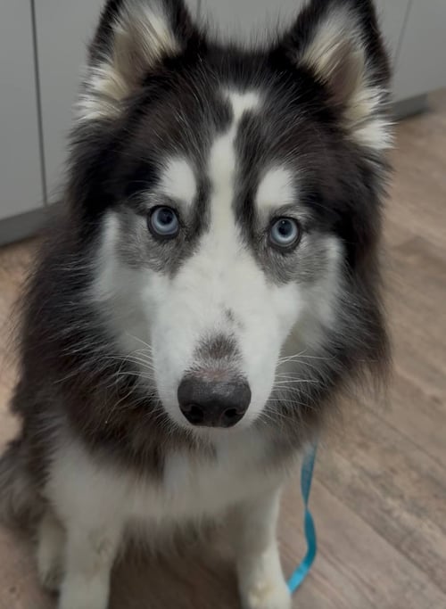 BANDIT *FOSTER NEEDED* - Siberian Husky available for adoption
