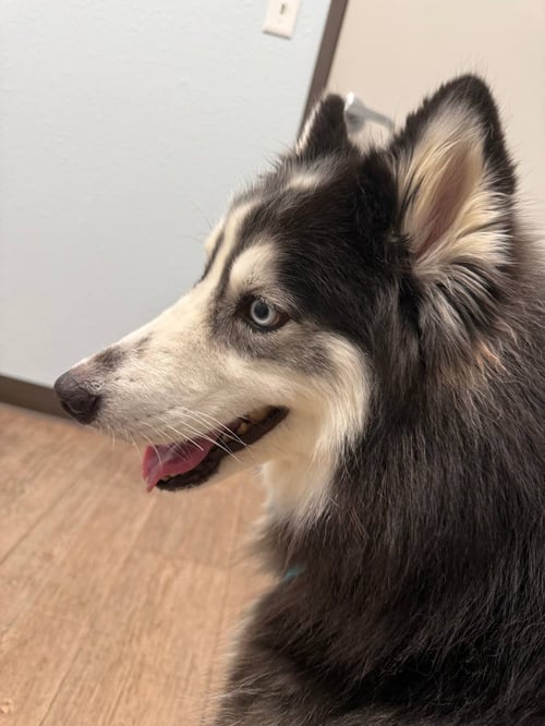 BANDIT *FOSTER NEEDED* - Siberian Husky available for adoption
