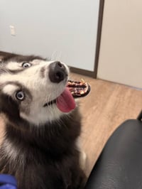 Bandit *Foster Needed* - Photo 3