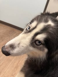 Bandit *Foster Needed* - Photo 4