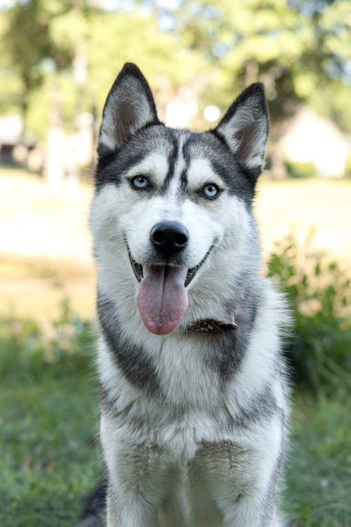 ANDREA *FOSTER NEEDED* - Siberian Husky available for adoption
