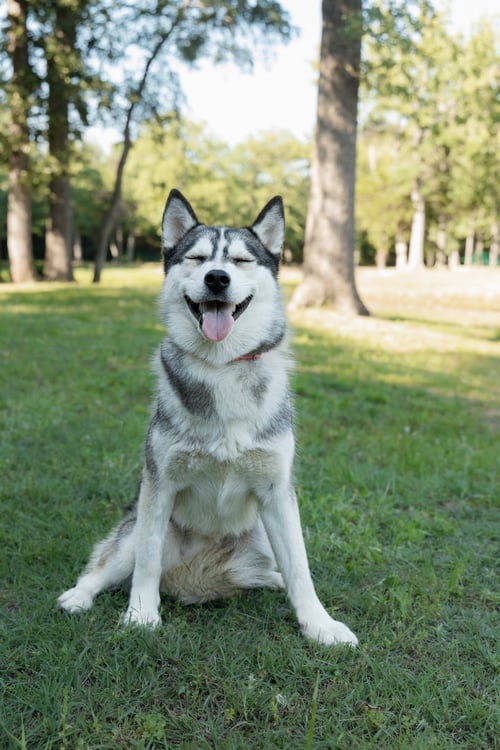 ANDREA *FOSTER NEEDED* - Siberian Husky available for adoption