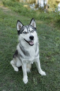 Andrea *Foster Needed* - Photo 3
