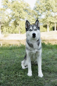 Andrea *Foster Needed* - Photo 4