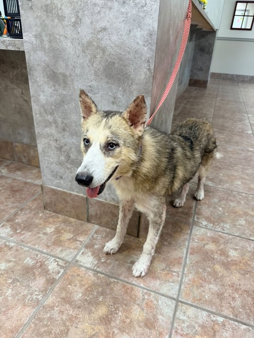 JAGER *COMING SOON* - Siberian Husky for adoption in Flower Mound
