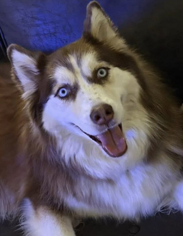 SNOW *FOSTER NEEDED* - Siberian Husky available for adoption