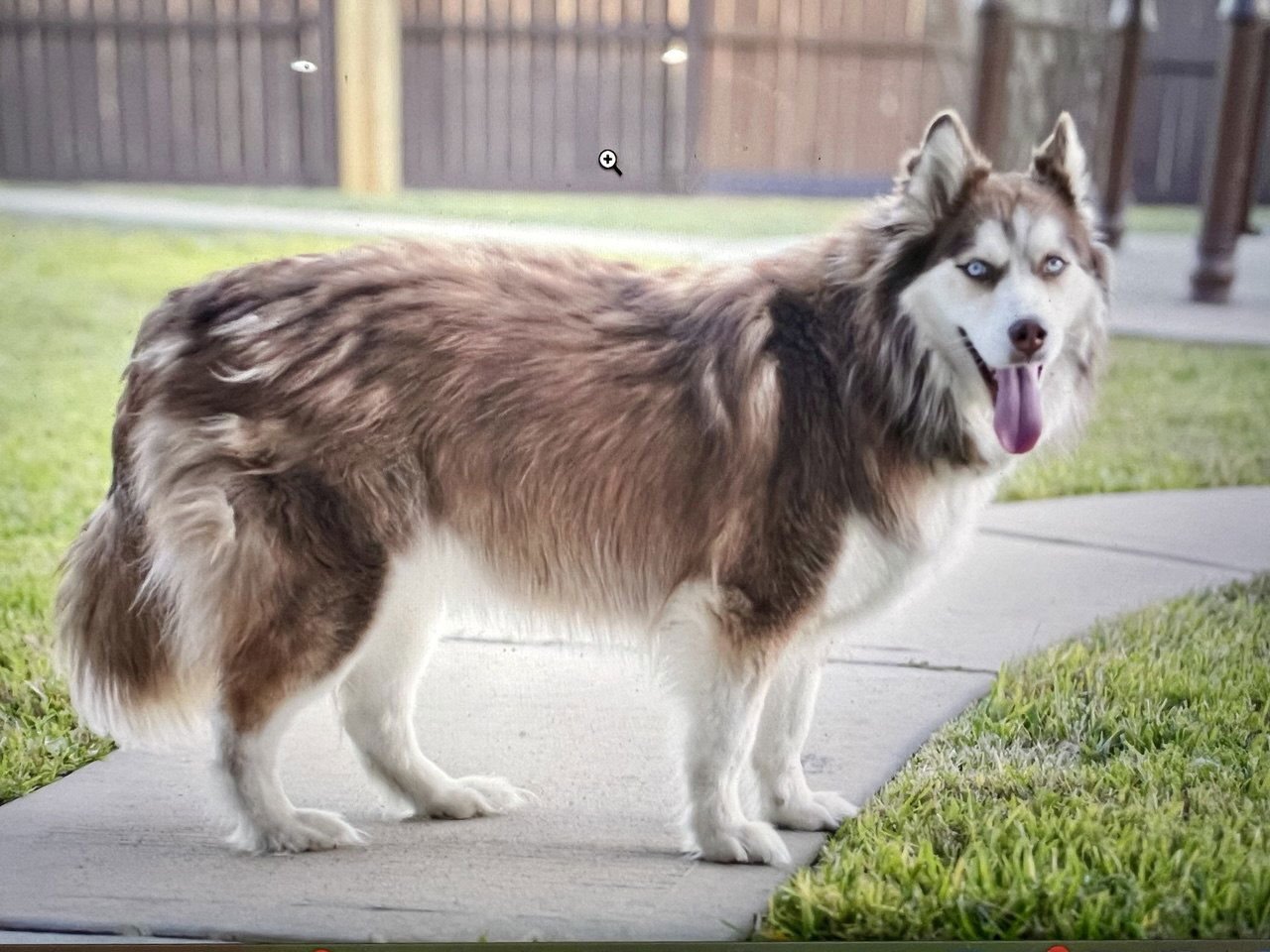 SNOW *FOSTER NEEDED* - Siberian Husky available for adoption