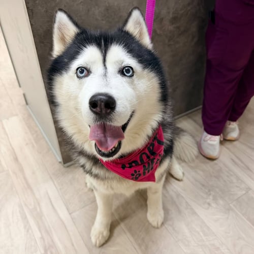 ROCKET *FOSTER NEEDED* - Siberian Husky for adoption in Lewisville