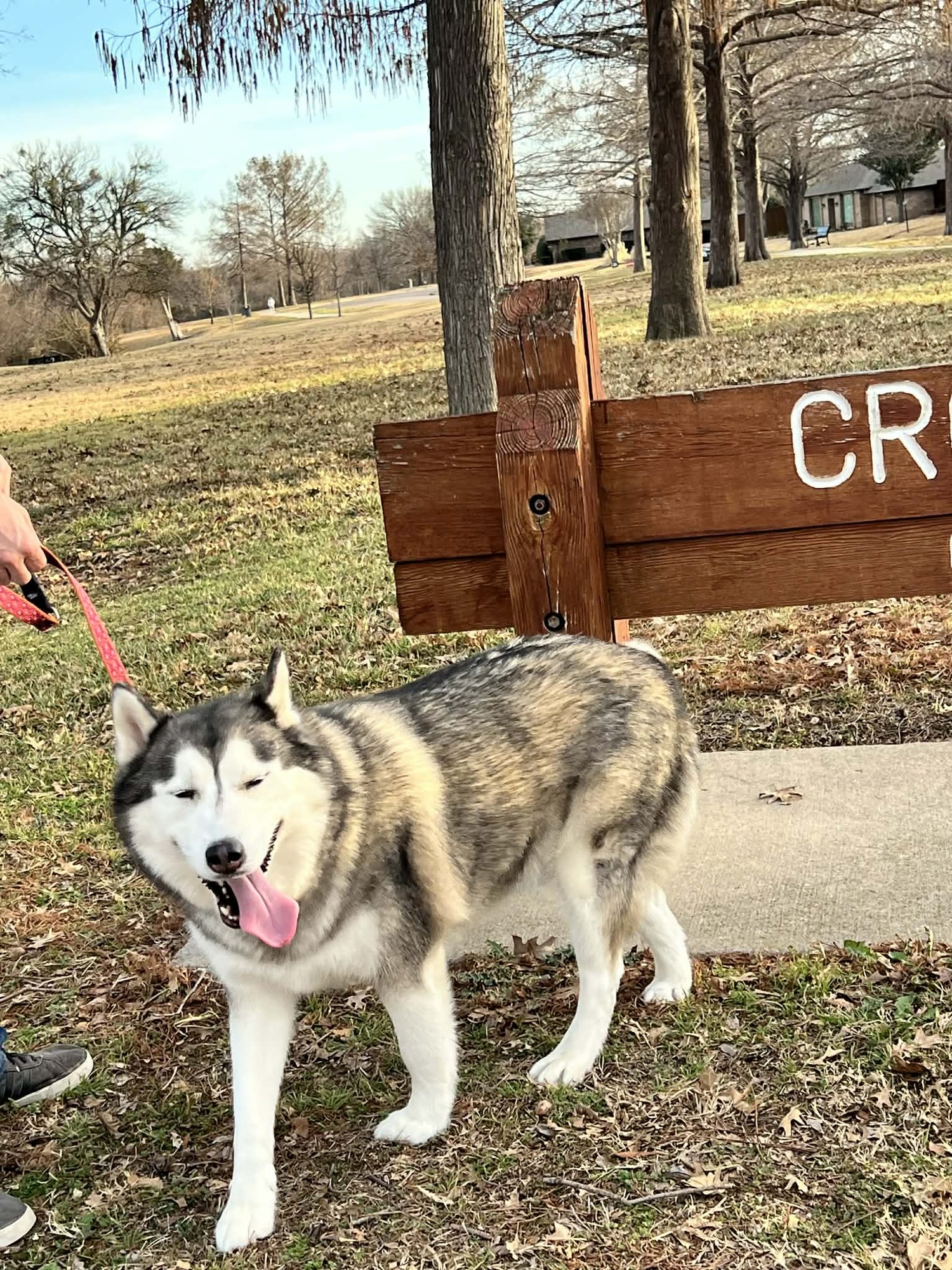 RIVER - Siberian Husky for adoption in Carrollton