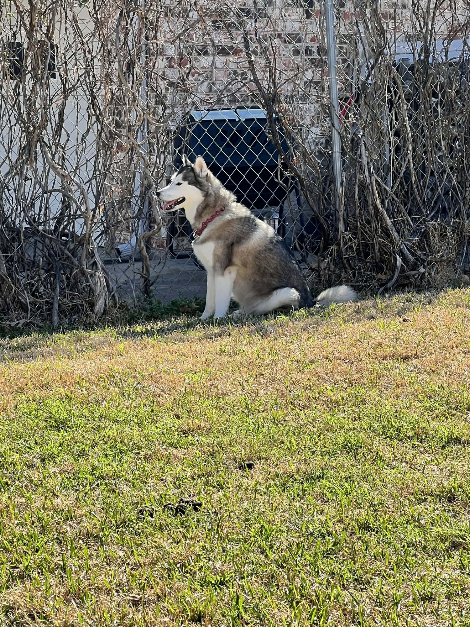 RIVER - Siberian Husky available for adoption