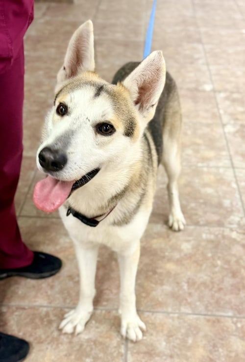 LOX *COMING SOON* - Siberian Husky for adoption in Flower Mound