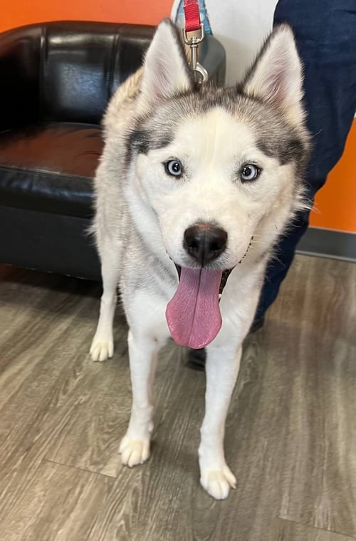 NIGEL *FOSTER NEEDED* - Siberian Husky available for adoption