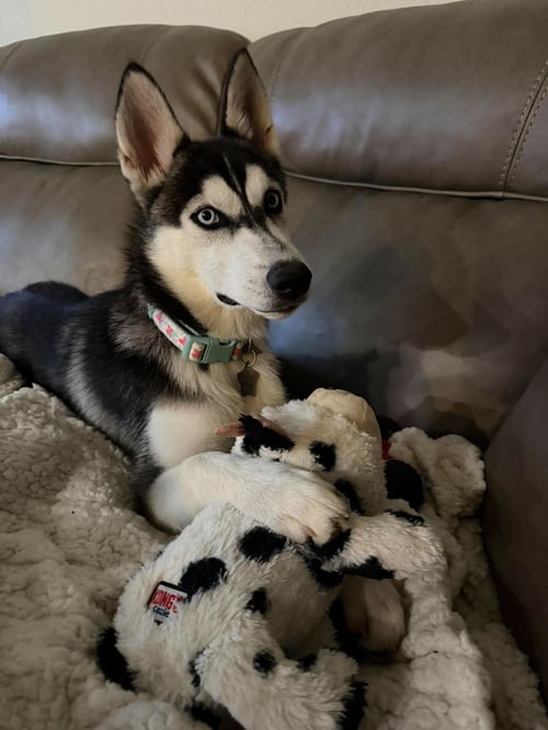 EMILY - Siberian Husky available for adoption