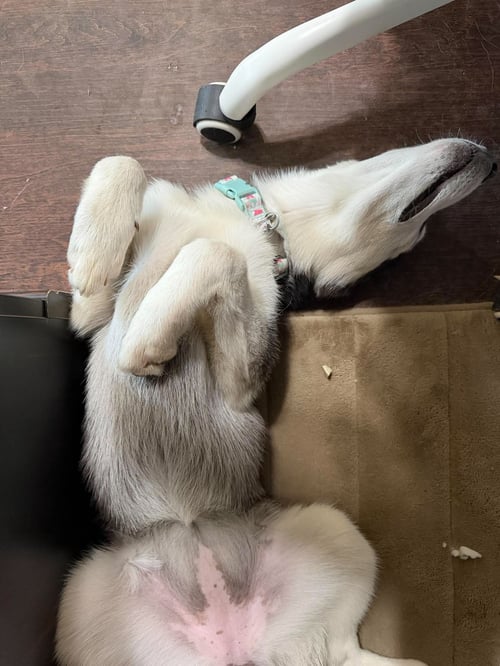 EMILY - Siberian Husky available for adoption