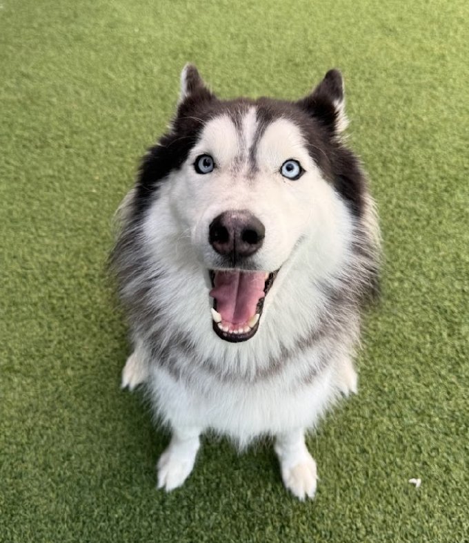 LOKI - Siberian Husky available for adoption