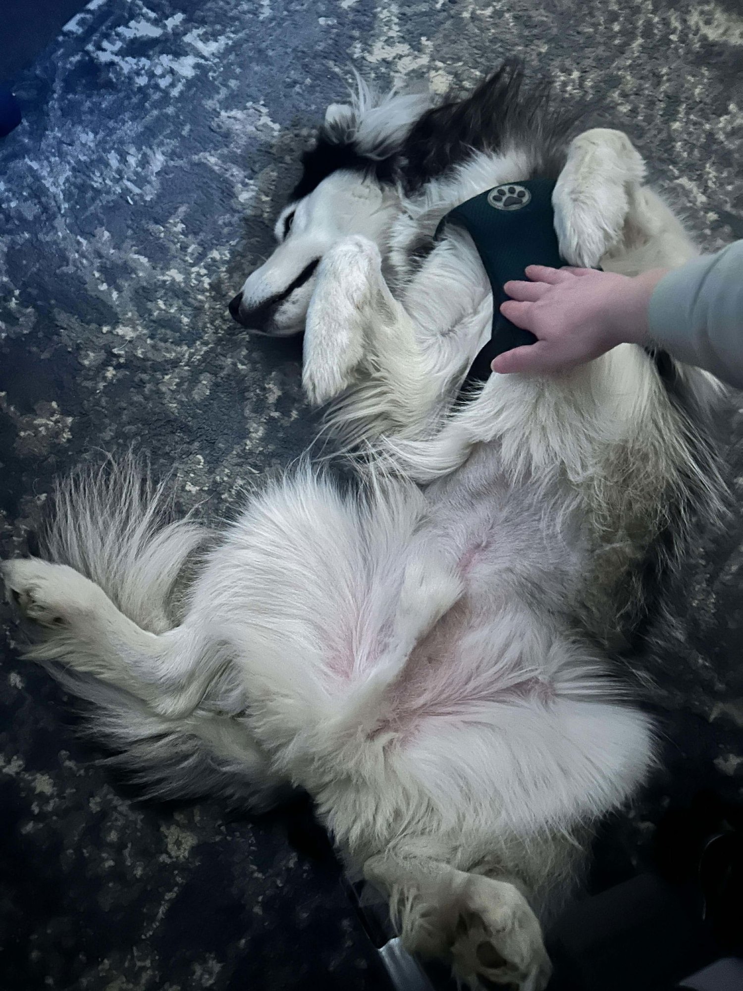 LOKI - Siberian Husky available for adoption