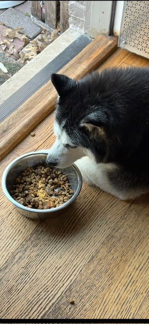 MIA - Siberian Husky available for adoption