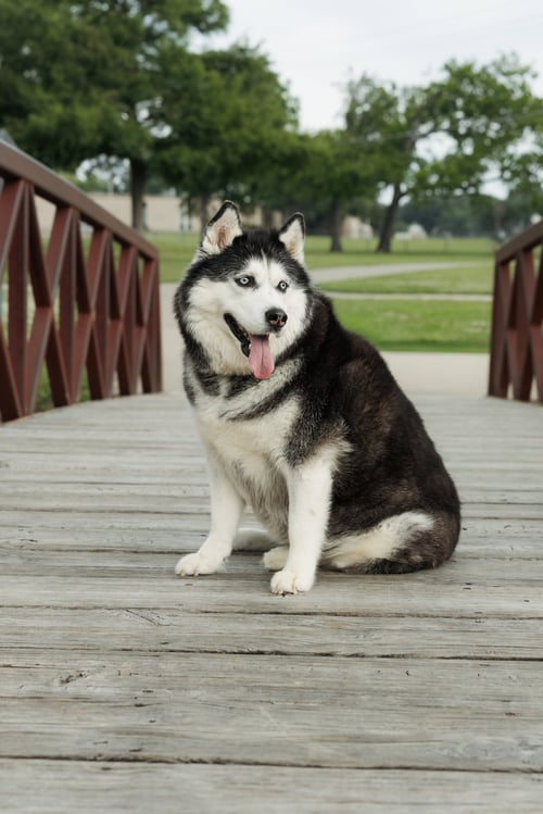 MIA - Siberian Husky available for adoption