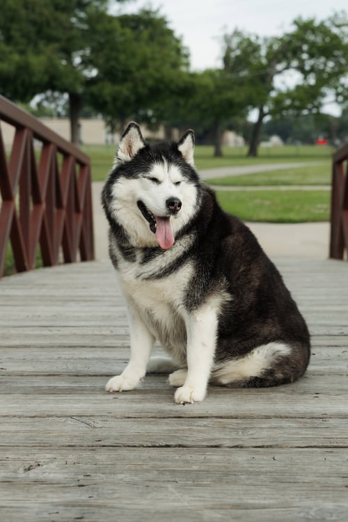 MIA - Siberian Husky available for adoption