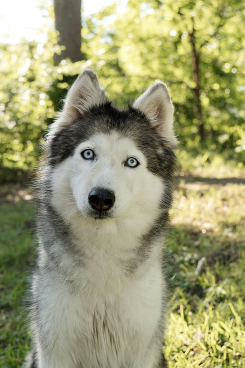 MIRANDA - Siberian Husky available for adoption