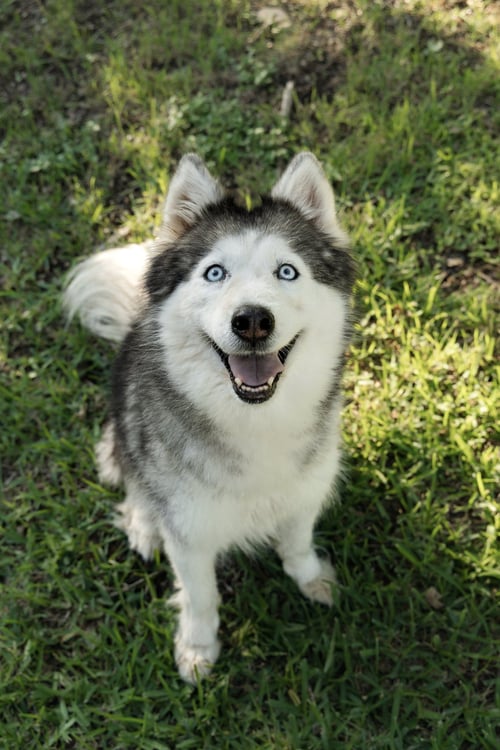 MIRANDA - Siberian Husky available for adoption
