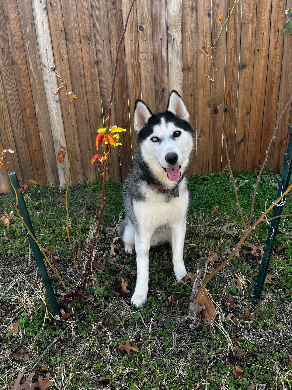 WYLIE - Siberian Husky for adoption in Lewisville