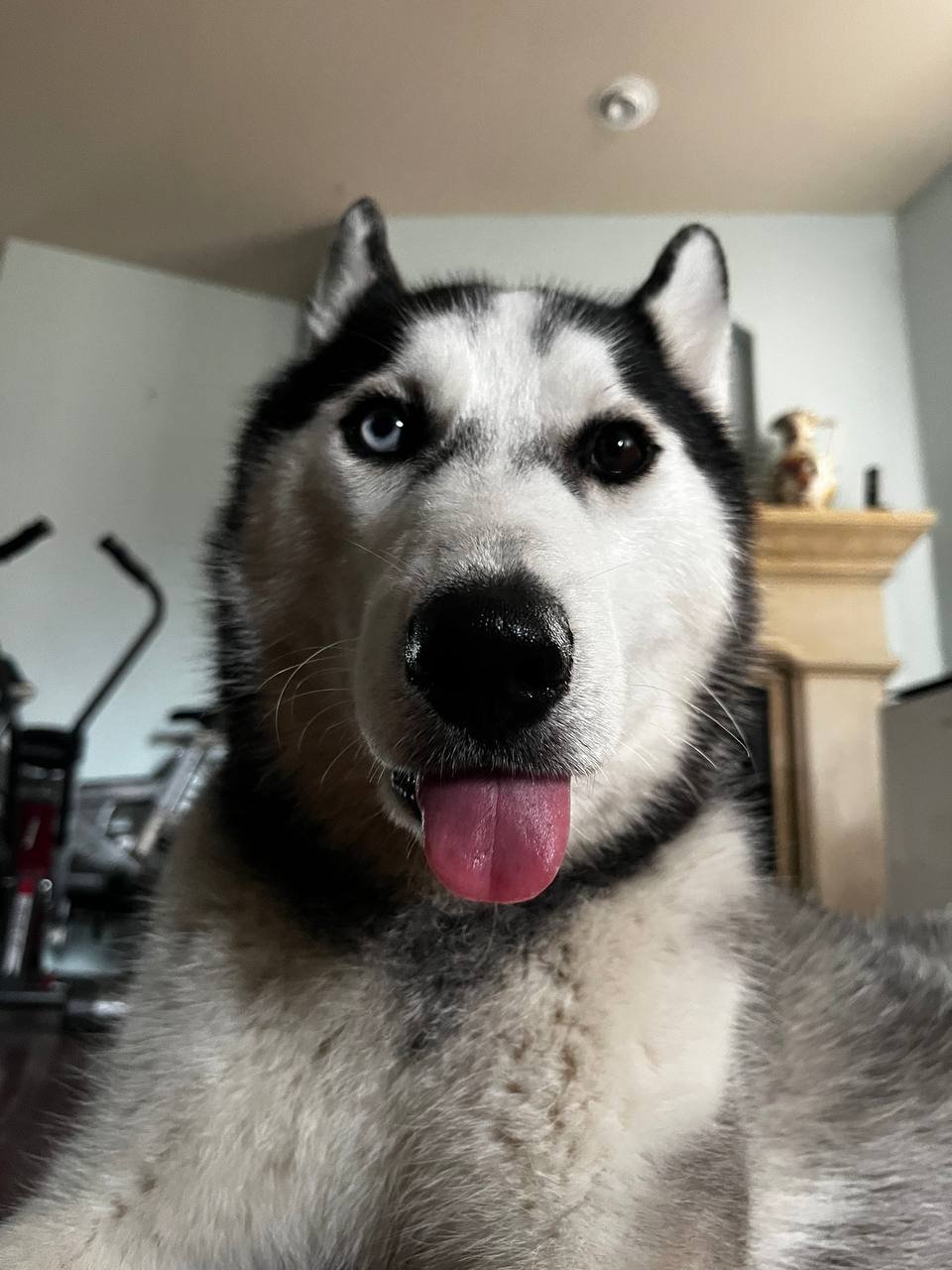 WYLIE - Siberian Husky available for adoption