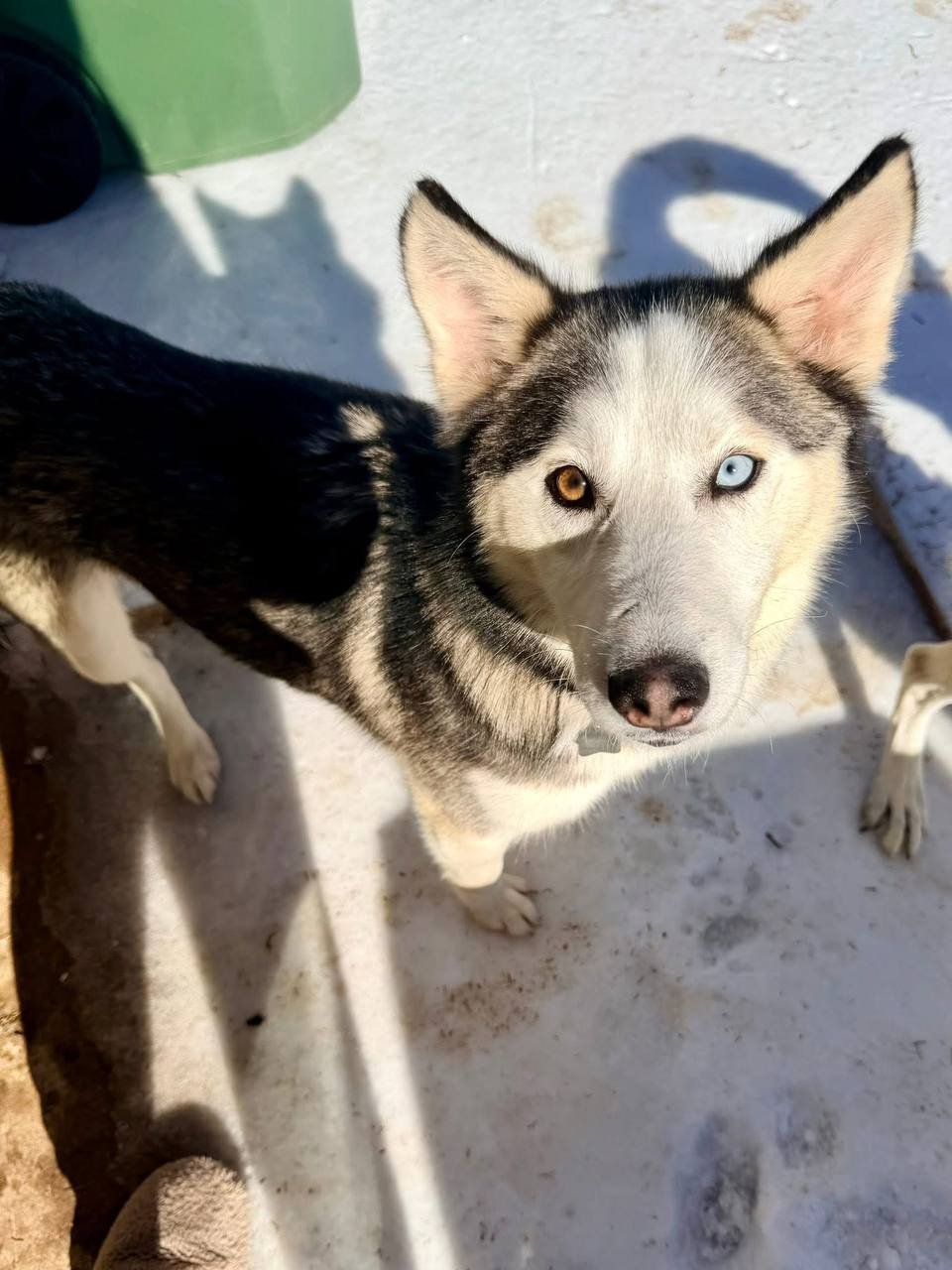VALENTINA - Siberian Husky available for adoption
