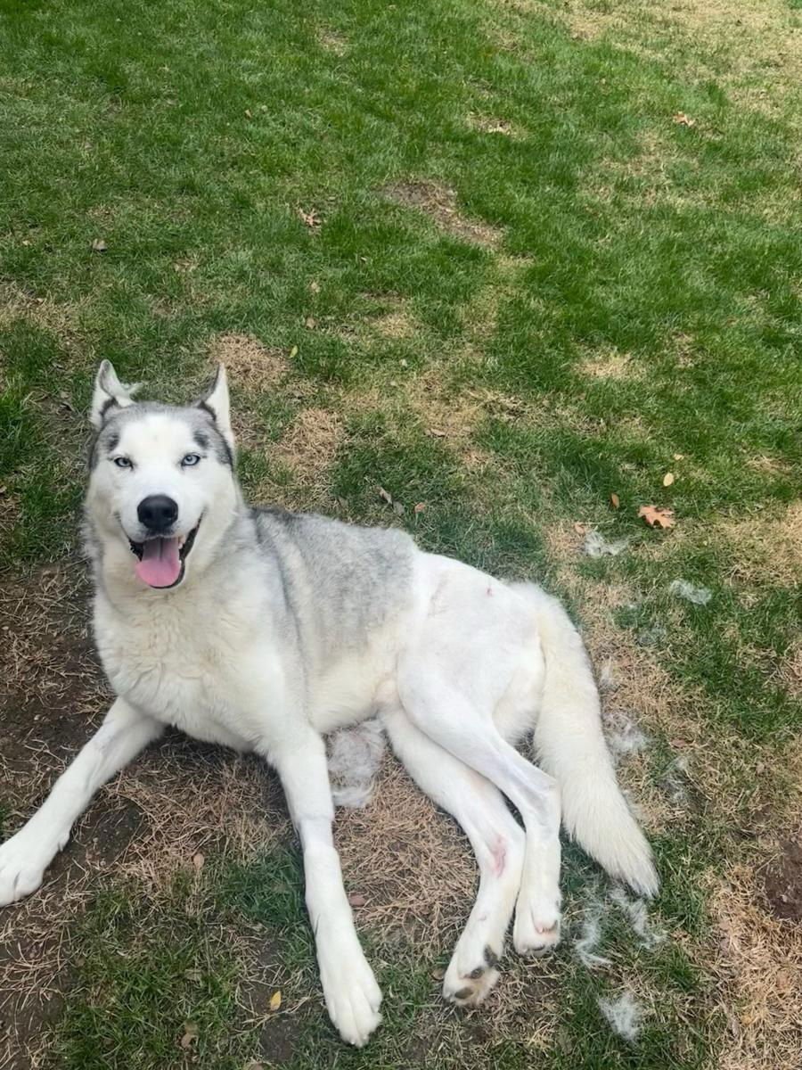 POLAR BEAR - Siberian Husky / Labrador Retriever available for adoption