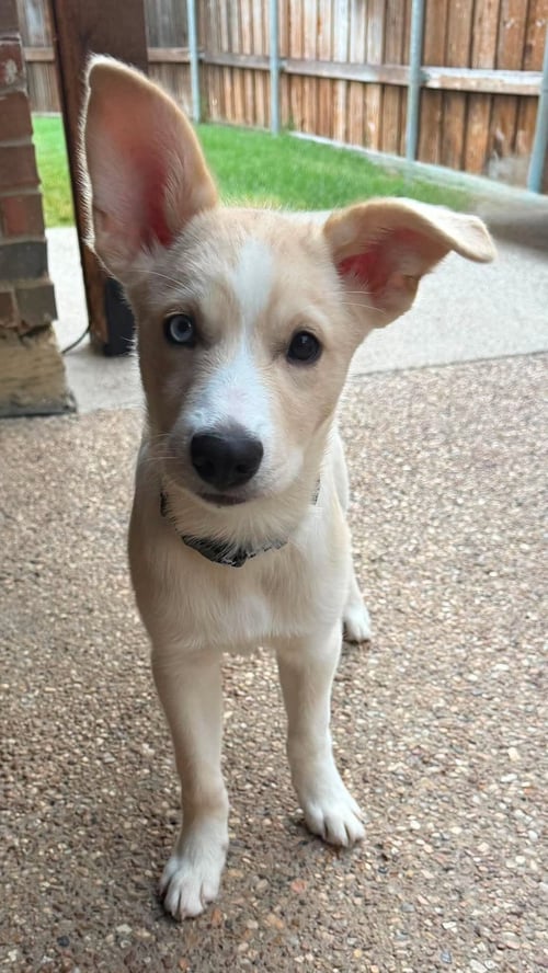 MURPHY - Siberian Husky available for adoption