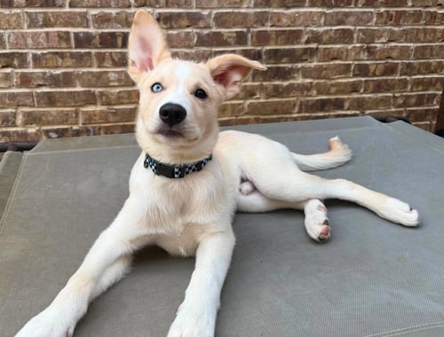 MURPHY - Siberian Husky available for adoption