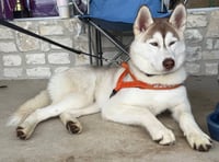 Zeus - Photo 2