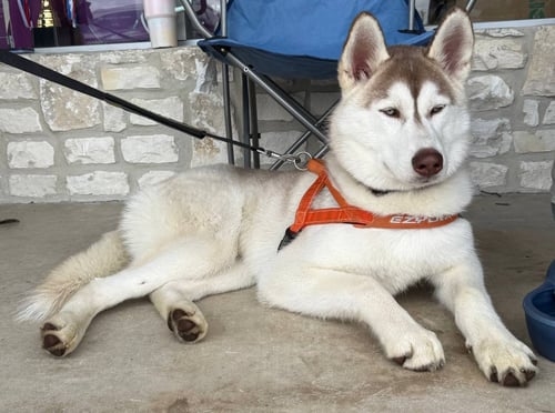 ZEUS - Siberian Husky available for adoption