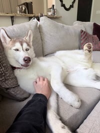 Zeus - Photo 3