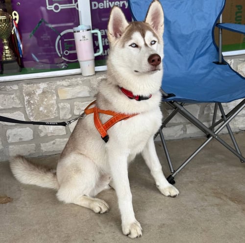 ZEUS - Siberian Husky available for adoption