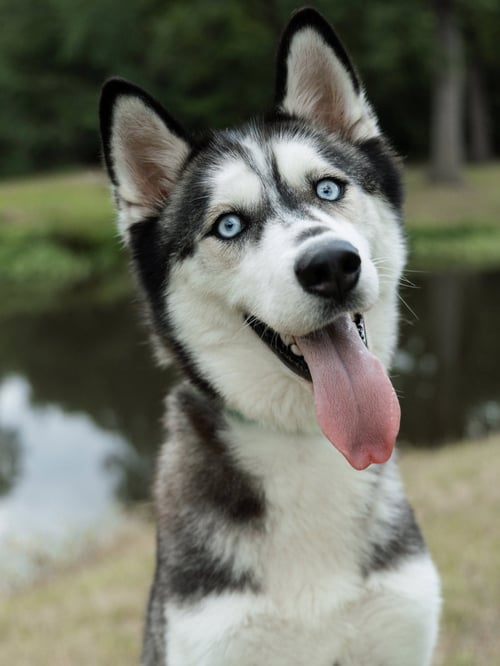 ADRIANA *FOSTER NEEDED* - Siberian Husky available for adoption