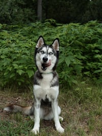 Adriana *Foster Needed* - Photo 2