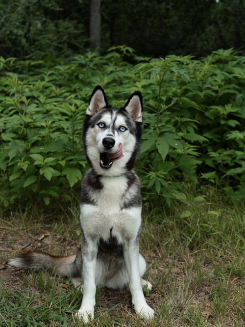 ADRIANA *FOSTER NEEDED* - Siberian Husky available for adoption