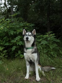Adriana *Foster Needed* - Photo 3