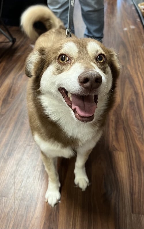 POPPI - Siberian Husky for adoption in Flower Mound